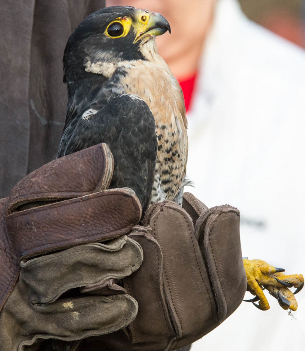 Meggyógyítottak és szabadon engedtek két fokozottan védett madarat a Hortobágyon 1