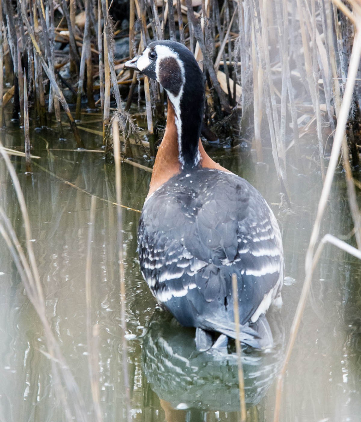 Meggyógyítottak és szabadon engedtek két fokozottan védett madarat a Hortobágyon 2