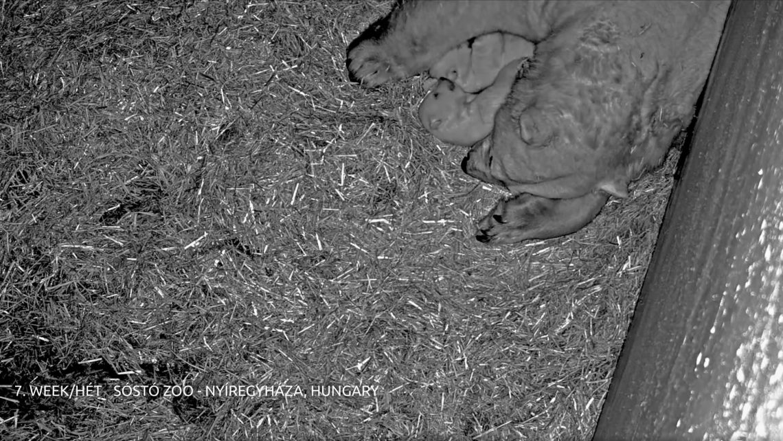 2025-ben magyaros vírusként hódította meg a netet a jegesmedve, a kistigris és egy gólyapár története 1