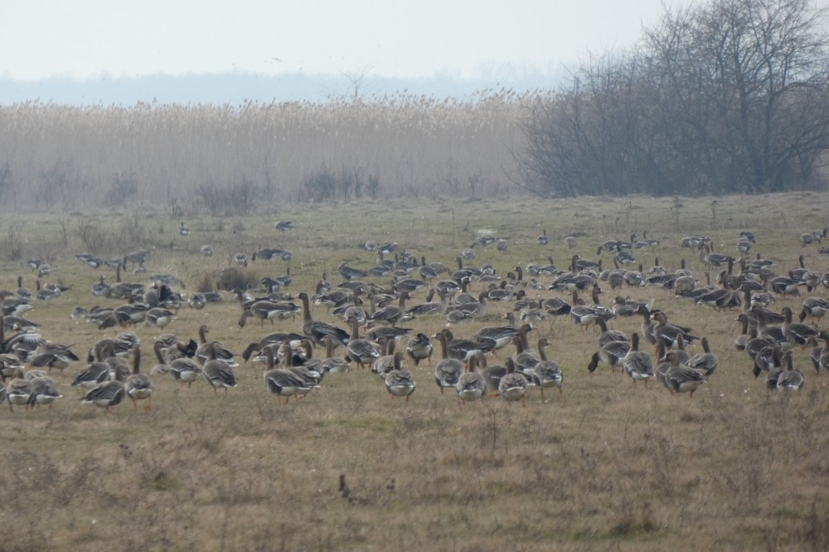 Vadludak tízezrei pihennek a Kis-Sárréten 1
