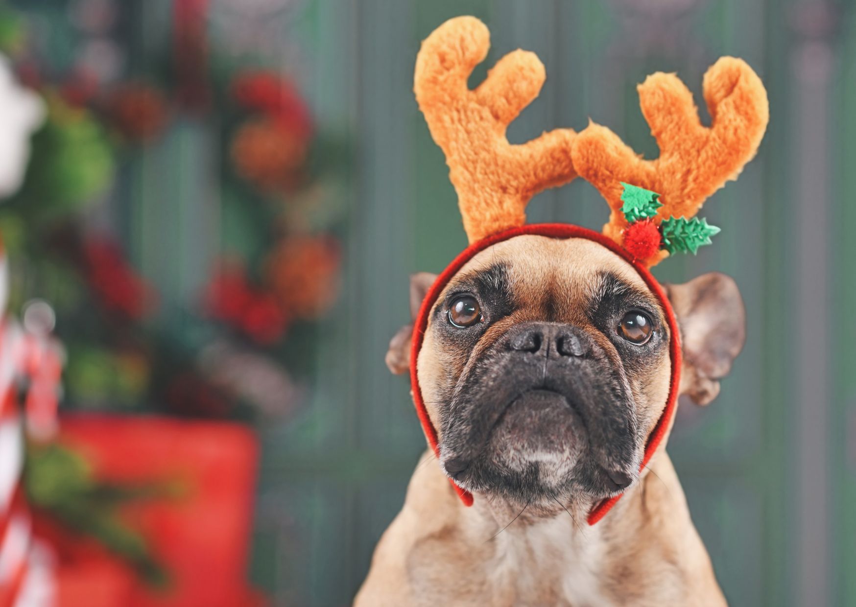 Ne ajándékozzunk élő állatot karácsonyra 1