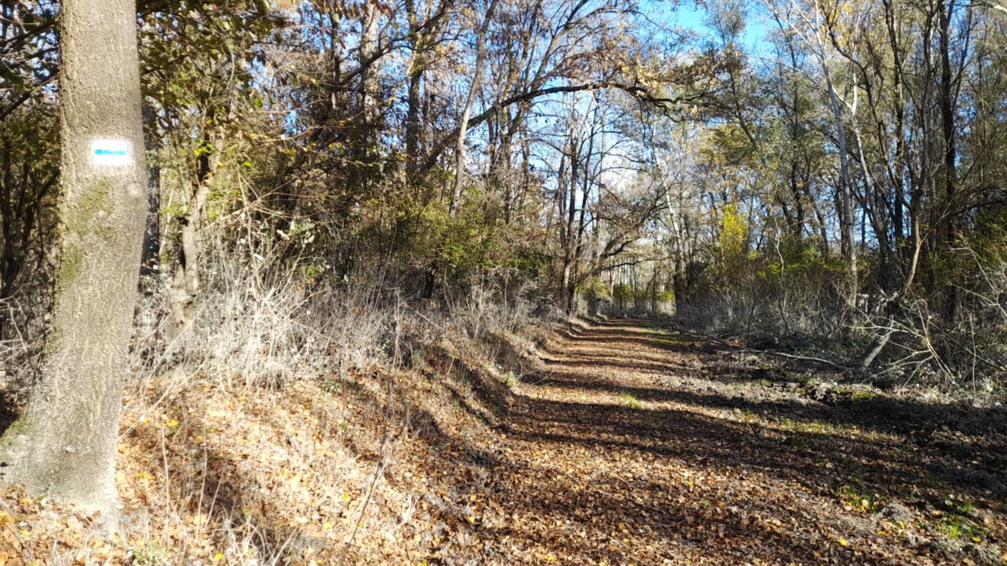 erdőjárási tilalom