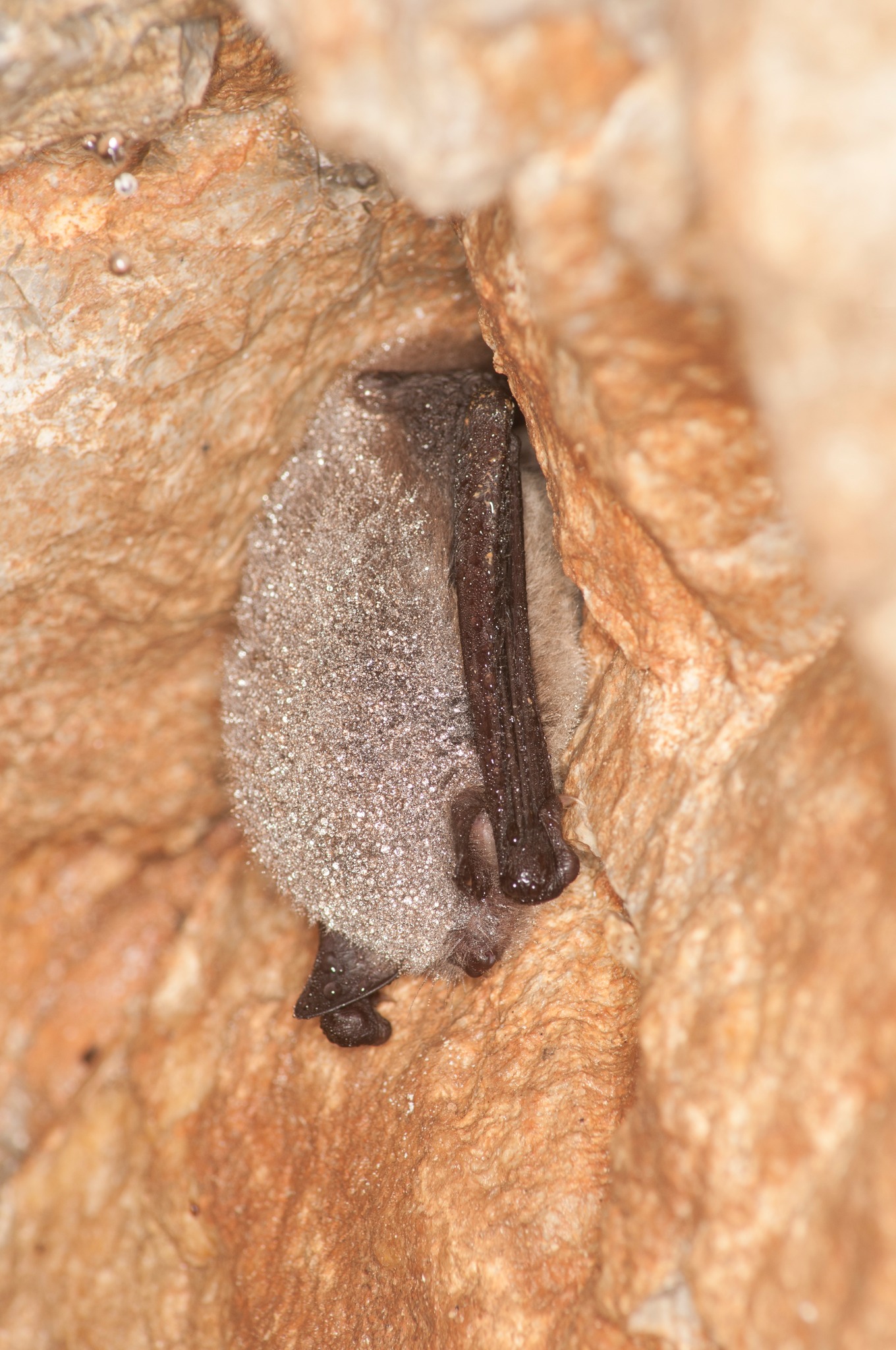 Így cselekedj, ha denevért találsz télen 1