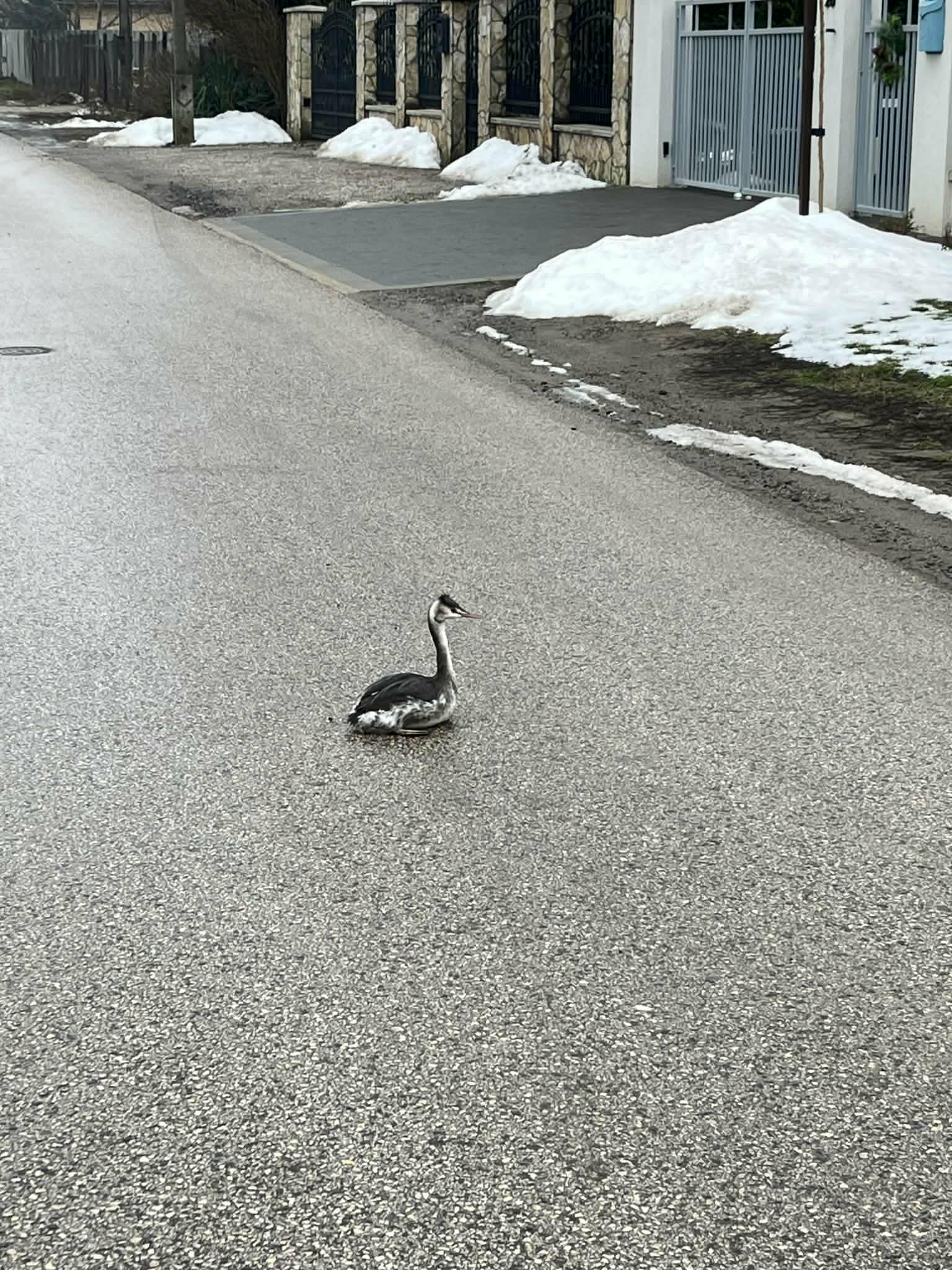 Csapdába esett a vízimadár: folyónak nézte az aszfaltot 1