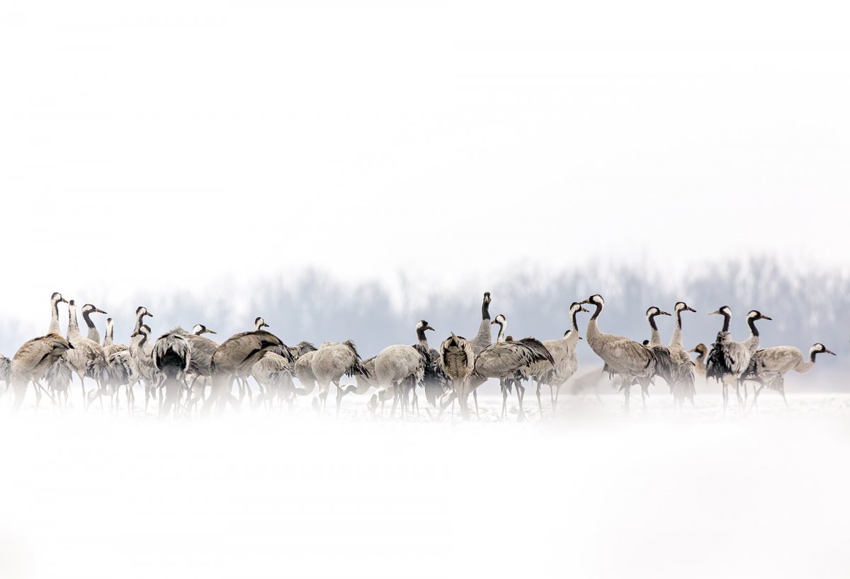 Kemény fagyban is kitartanak a darvak Kardoskúton 1