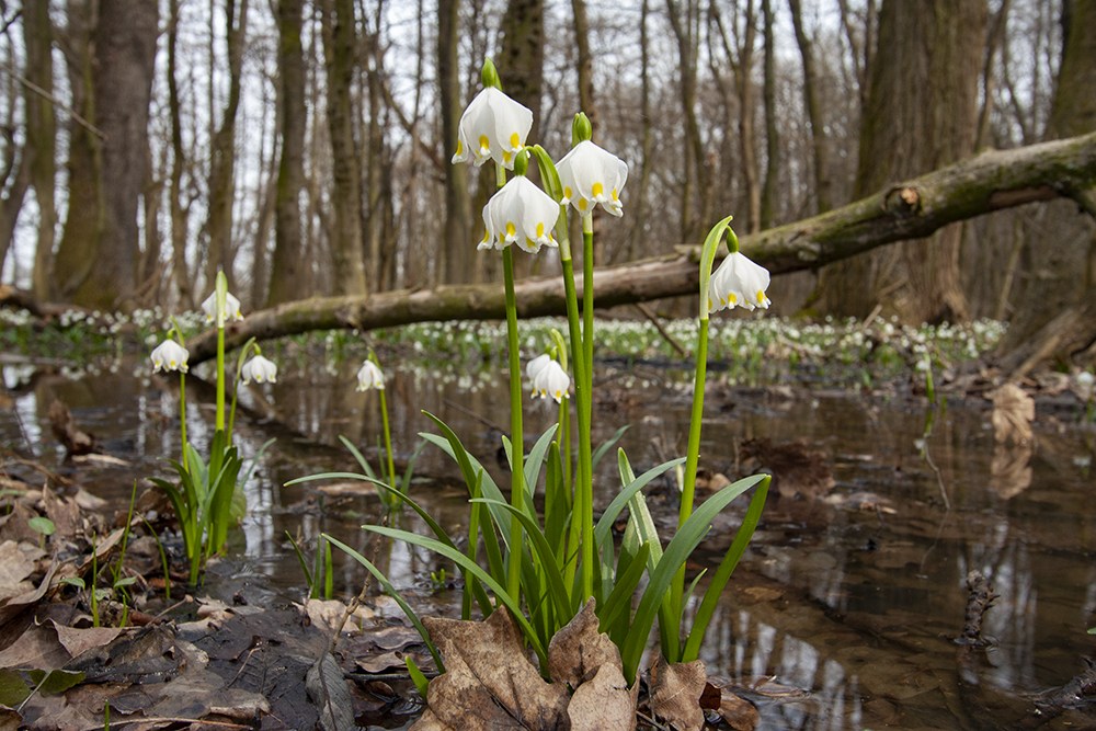 Megjelentek az első tőzikék, de szigorúan tilos látogatni a csáfordi erdőt 1
