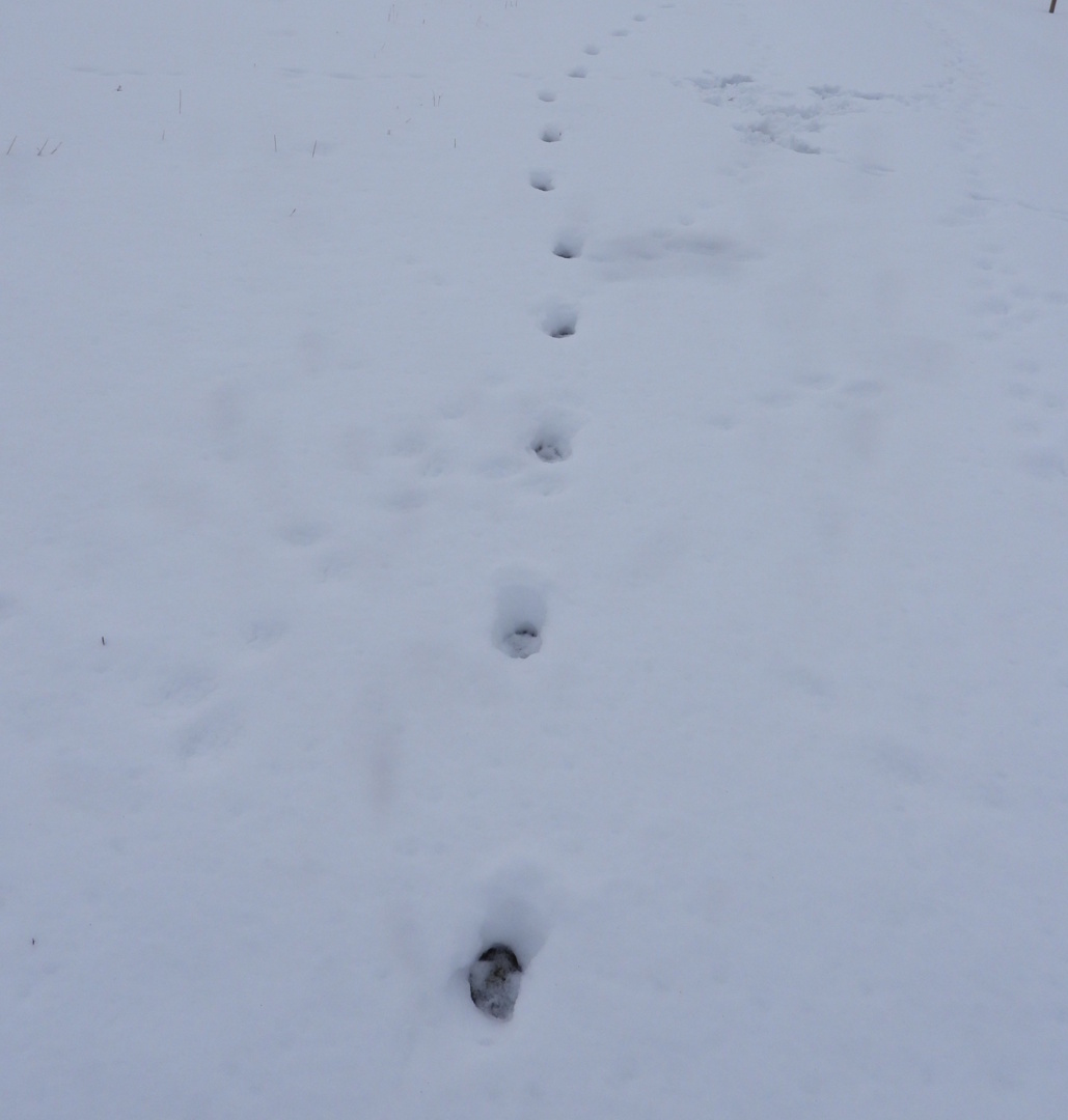 Téli felmérés: legalább hat farkas él a Bükkben 1