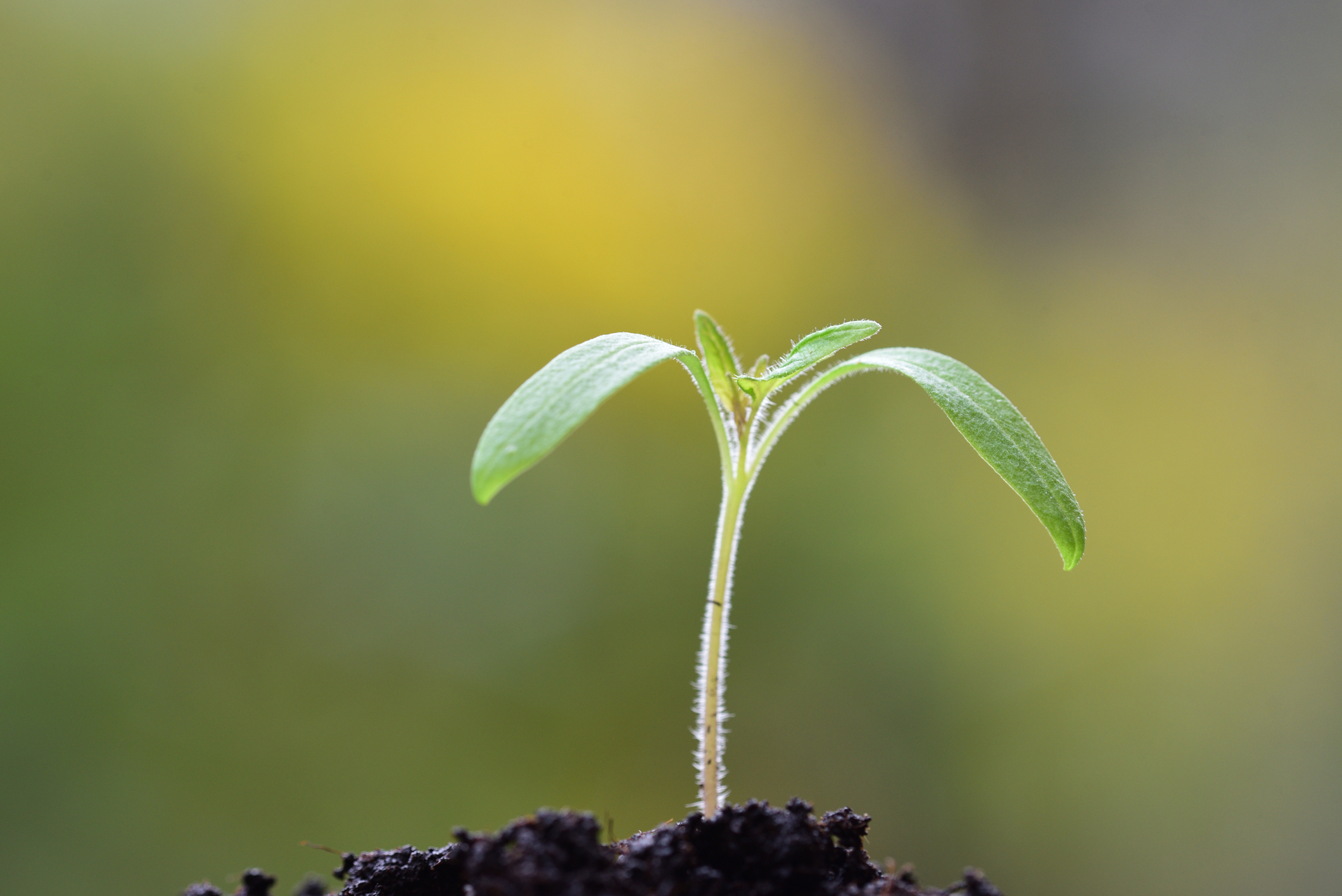 Palántanevelés: ezeket a hibákat nem bocsátja meg a paradicsom 1