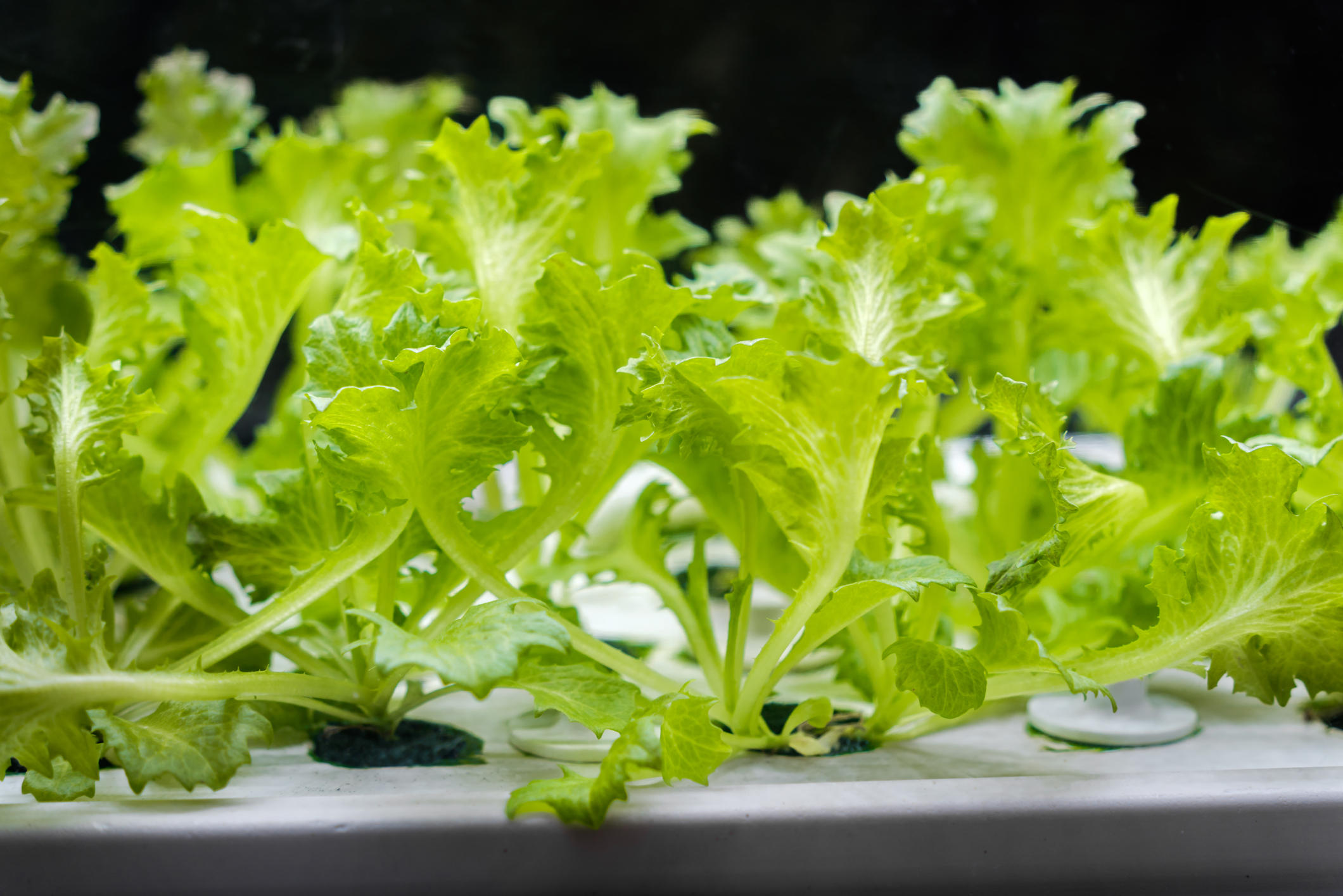 7 kerti növény, amit lakásban is könnyedén termeszthetünk 2