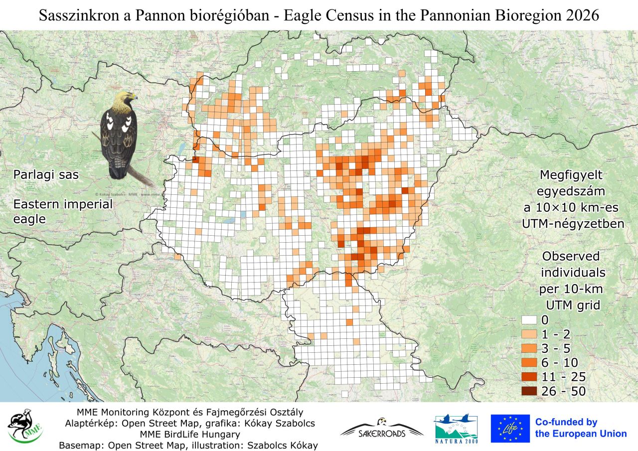 Elkészült a 2026-os sasleltár: négy sasfaj él hazánkban 1