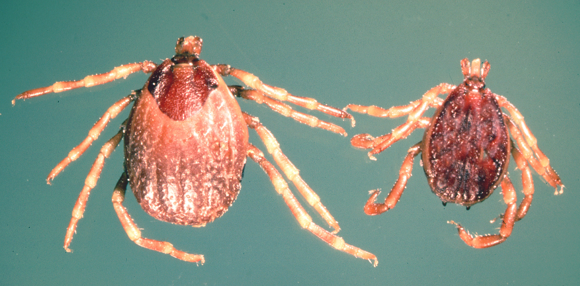 Támadnak a kullancsok: pánikra nincs ok, így segíthetjük a kutatók munkáját 4