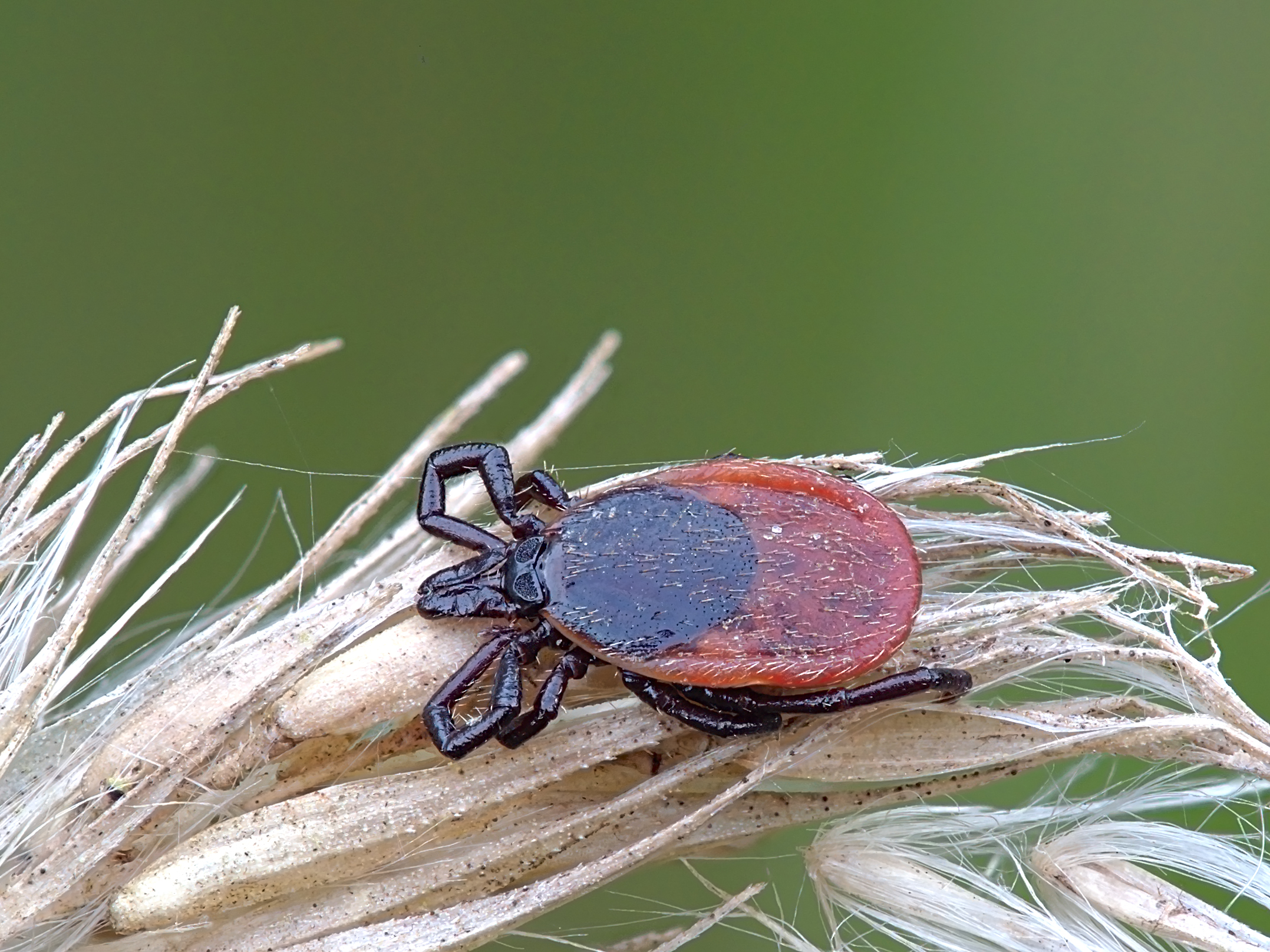 Támadnak a kullancsok: pánikra nincs ok, így segíthetjük a kutatók munkáját 1