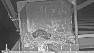 kerecsensólyom mavir