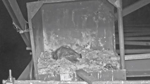 kerecsensólyom mavir