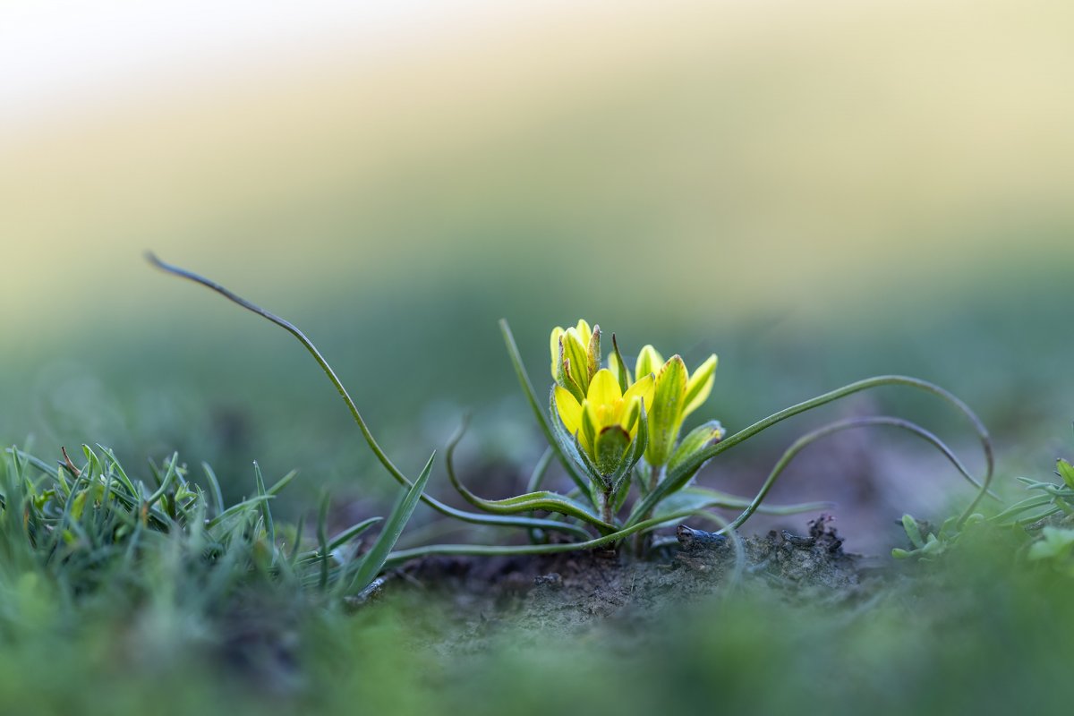 Szirmot bontott a védett vadvirág, ami 22 éve jelent meg az országban 2