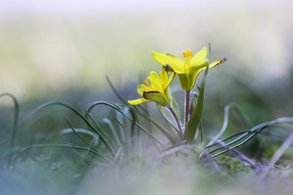 Szirmot bontott a védett vadvirág, ami 22 éve jelent meg az országban 1