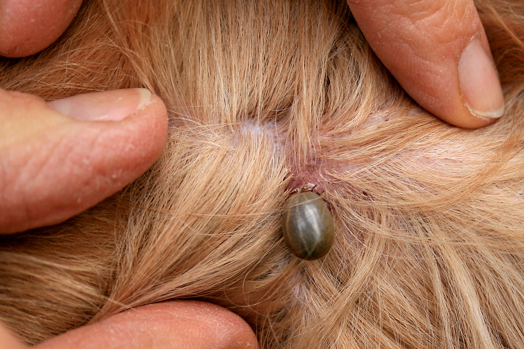 Támadnak a kullancsok: pánikra nincs ok, így segíthetjük a kutatók munkáját 2