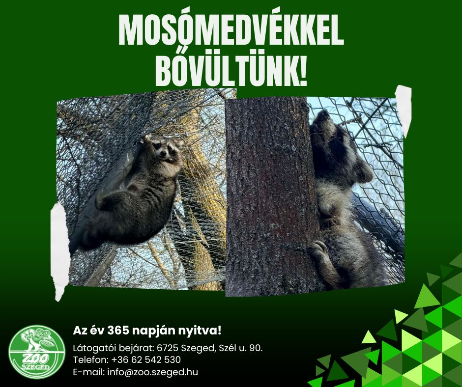 Szegedre kerültek az Ócsán befogott mosómedvék 1