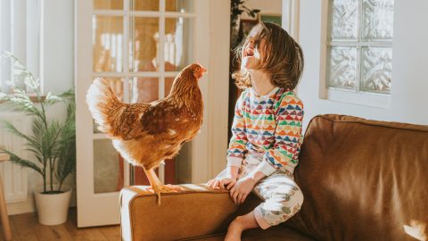 tyúkszépségverseny