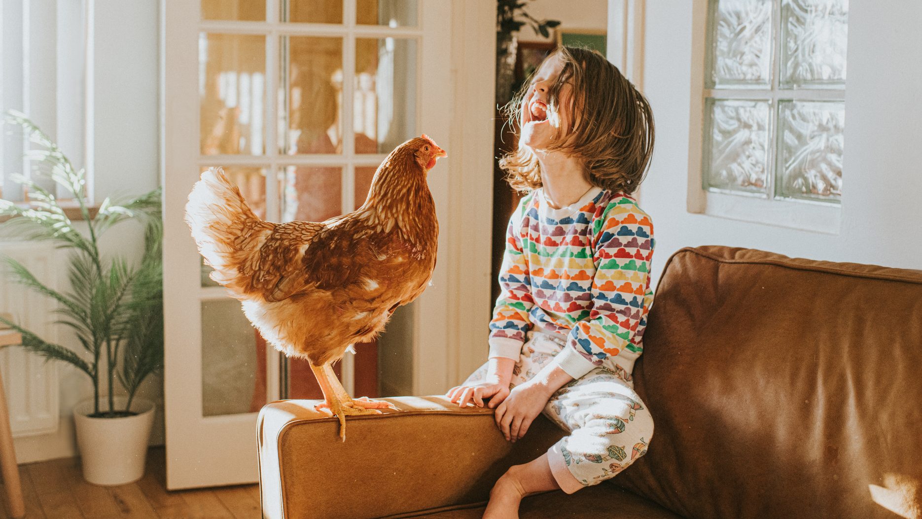 tyúkszépségverseny