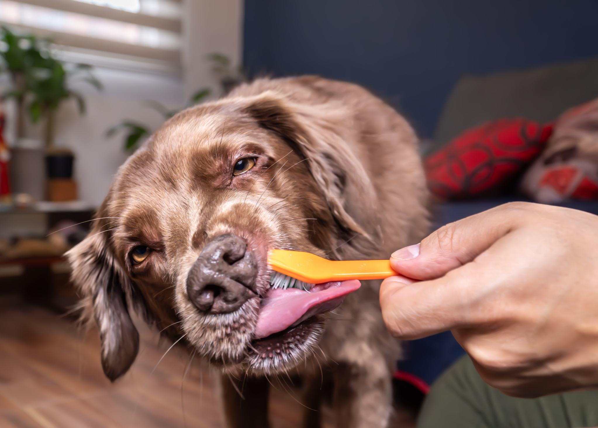 Praktikus lépések, amikkel megőrizhetjük kutyánk fogainak egészségét 1