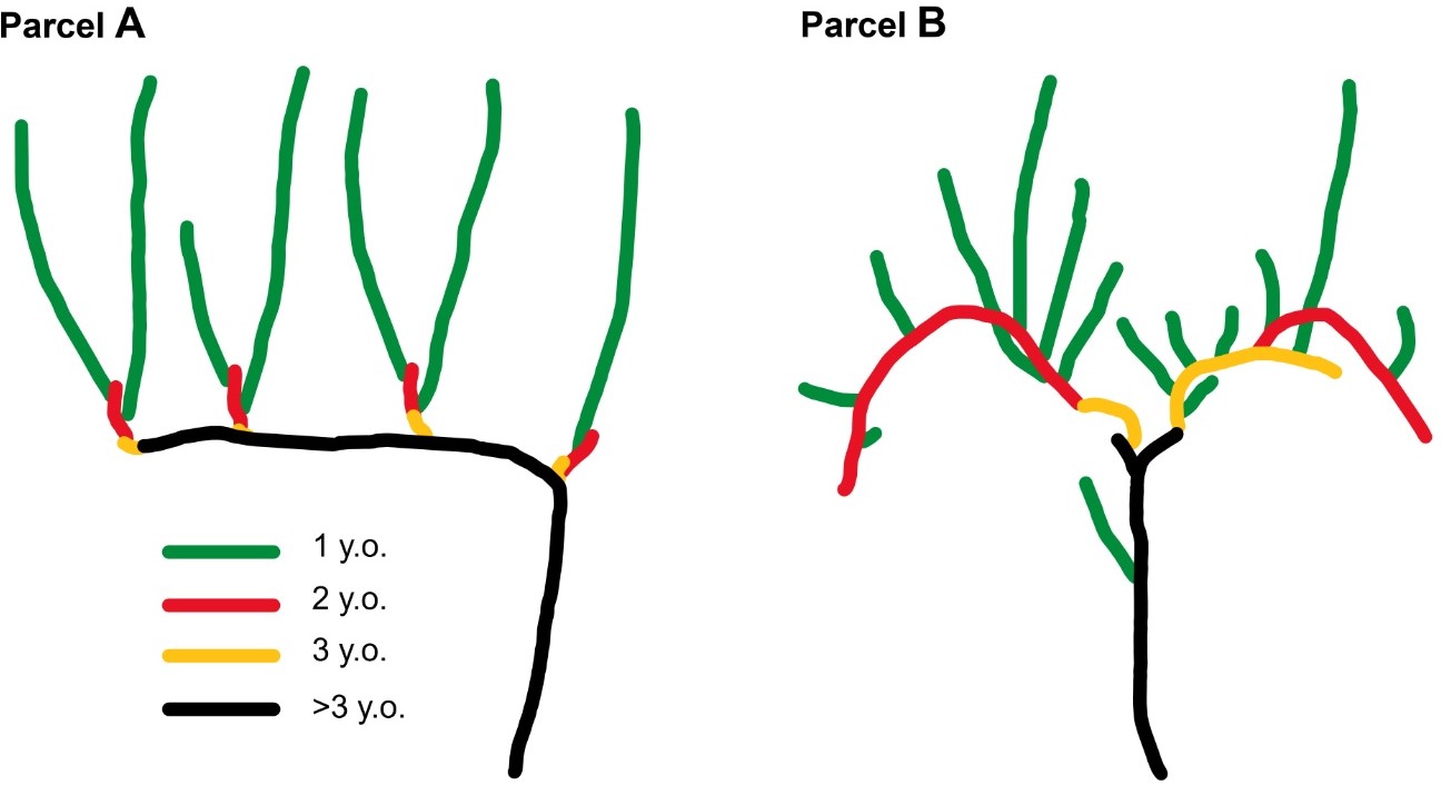 Folytatódik a harc a szőlőföldek gyilkosai ellen 3