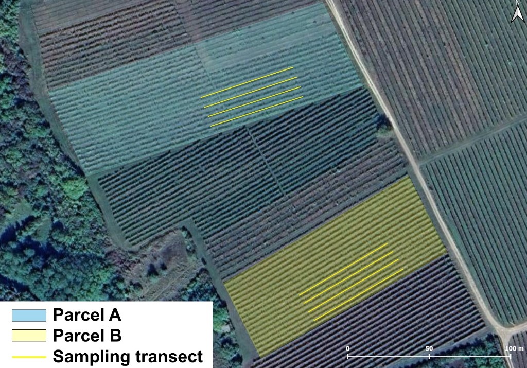 Folytatódik a harc a szőlőföldek gyilkosai ellen 2