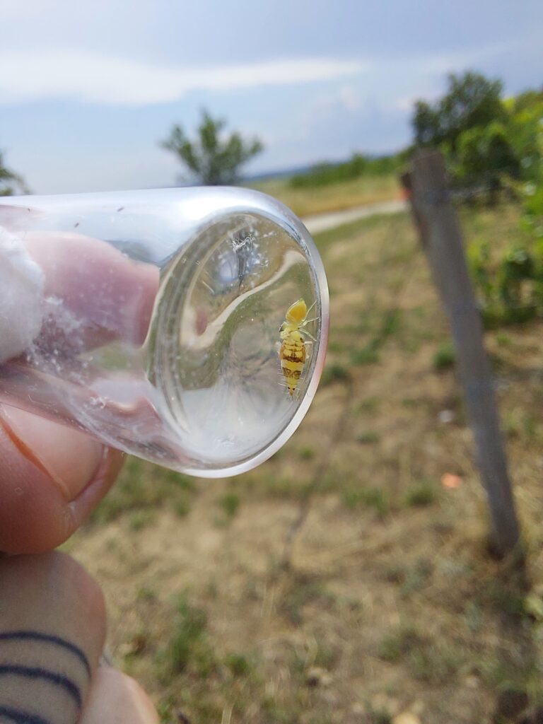 Folytatódik a harc a szőlőföldek gyilkosai ellen 1