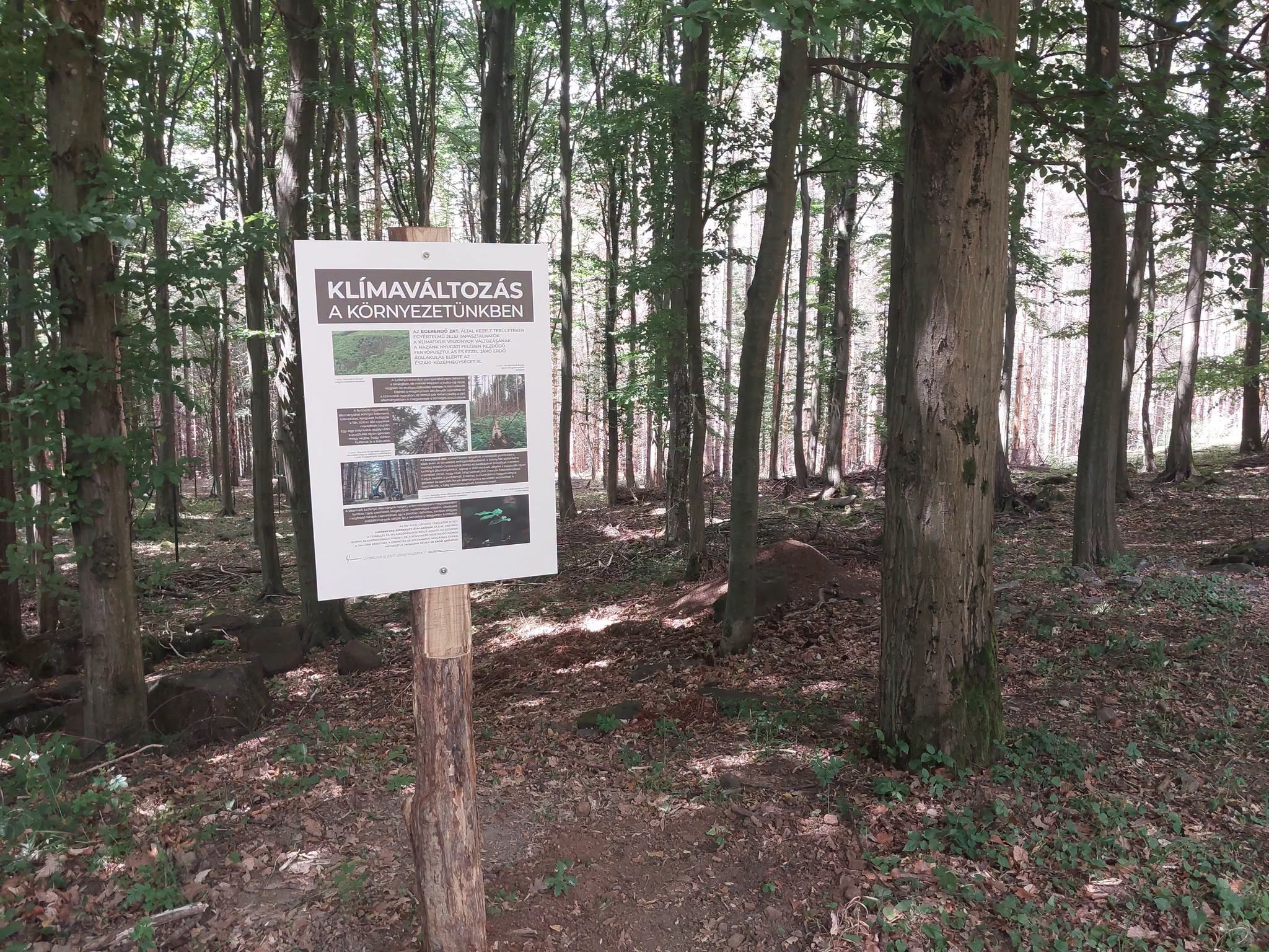 Felgyorsult a fenyőpusztulás a Mátrában, csak a száraz törzsek maradnak a fák után 1