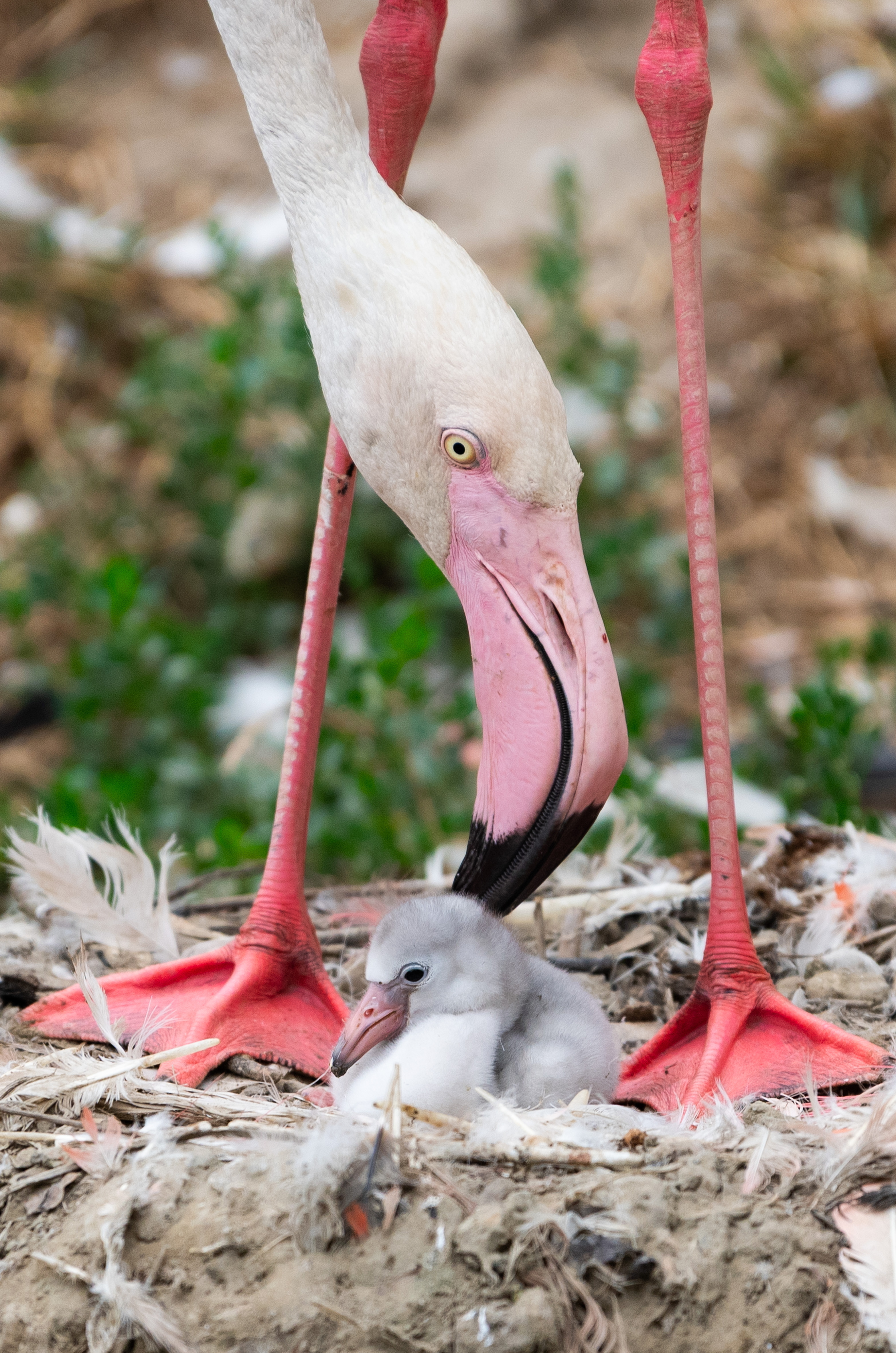 Előszőr keltek ki flamingófiókák a Nyíregyházi Állatparkban 1
