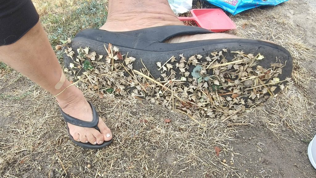 Foot in a black flip-flop resting on dry, leaf-strewn ground; bandage on the ankle.