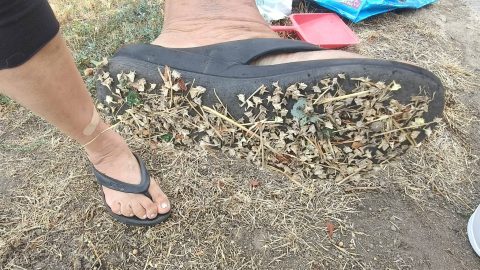 Foot in a black flip-flop resting on dry, leaf-strewn ground; bandage on the ankle.