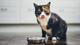 Calico cat licking its lips beside a metal food bowl on a wooden floor.