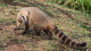 Coati standing on a leaf-covered forest floor, facing the camera with its long striped tail trailing behind.