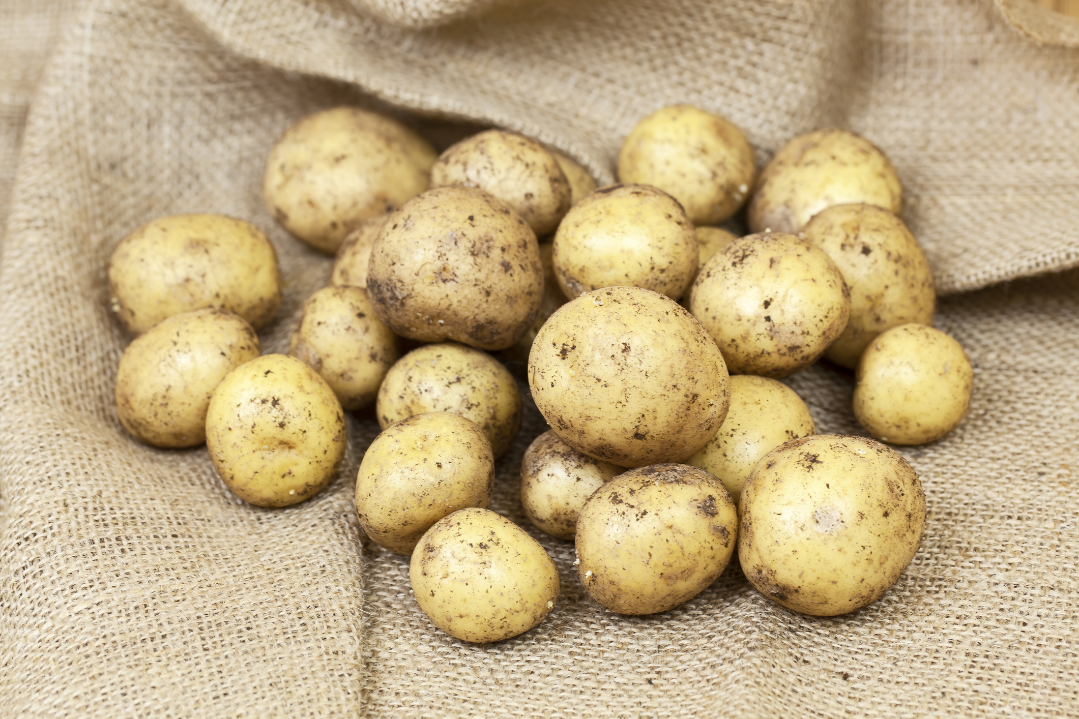 Pile of yellow potatoes with dirt resting on a rough burlap surface.