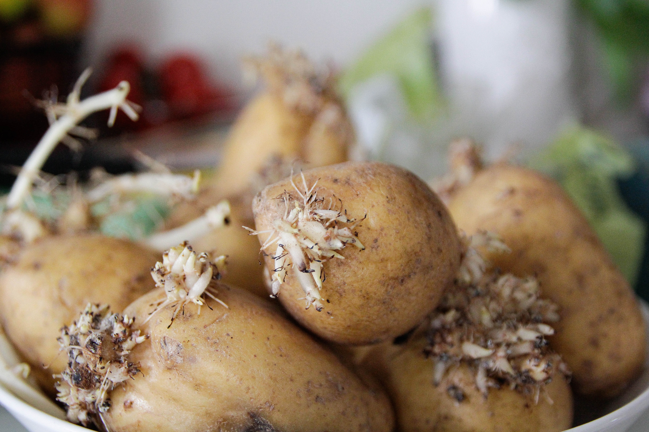 Close-up view of potatoes with sprouting shoots and small roots, showing earthy skins.
