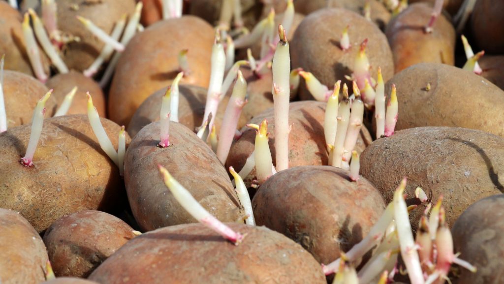 Close-up of brown potatoes with numerous white sprouts and pinkish tips emerging from each tuber.