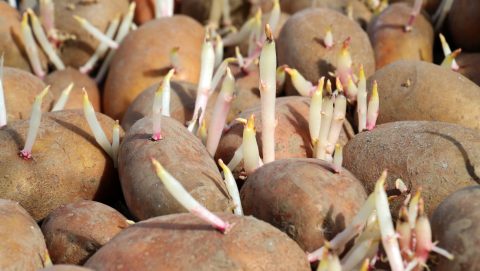 Close-up of brown potatoes with numerous white sprouts and pinkish tips emerging from each tuber.
