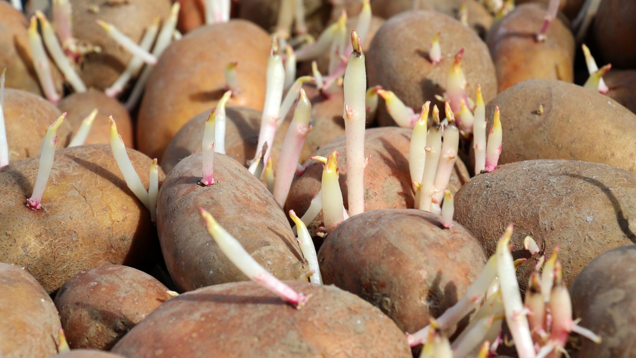 Close-up of brown potatoes with numerous white sprouts and pinkish tips emerging from each tuber.
