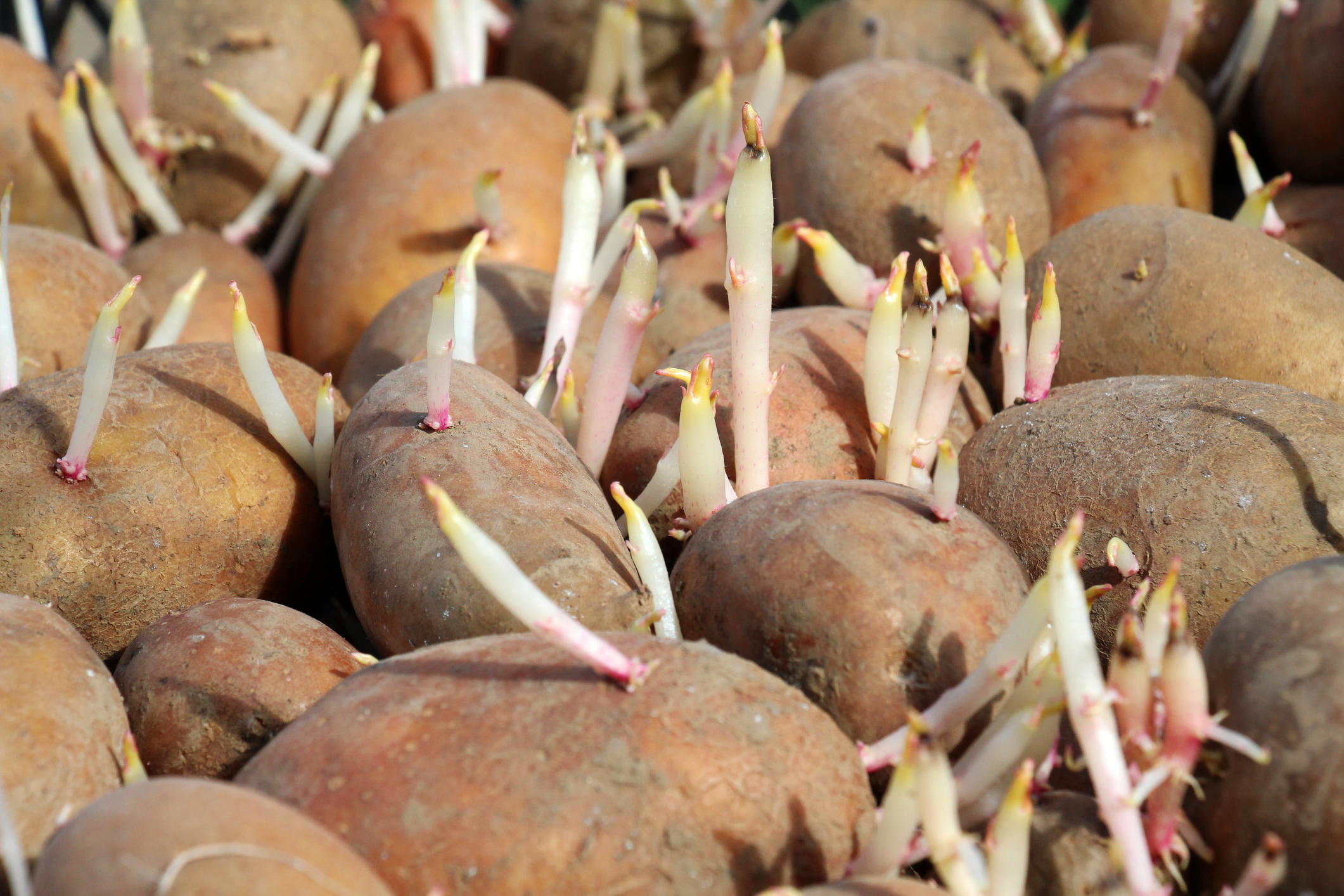 Close-up of brown potatoes with white sprouts and pink-tinged tips sticking up from the eyes.