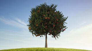 Tree with ripe yellow and red apples on a central trunk, set on a grassy hill under a clear blue sky? (informative alt)