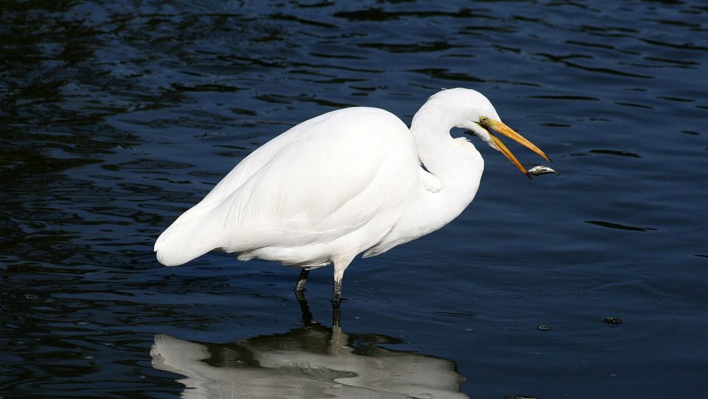 White egret stands in dark water with a small fish in its long orange beak, reflection visible in the surface