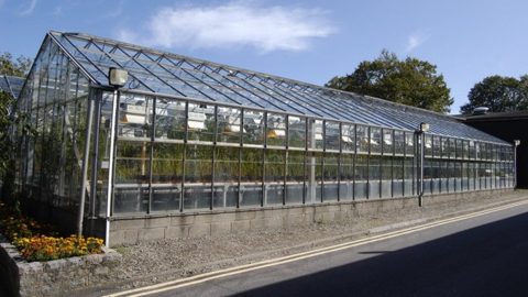 Long glass greenhouse along a roadside, metal framing, with a brick retaining wall and yellow flowers in the foreground under a blue sky.