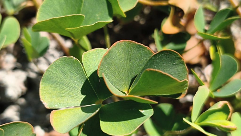 Close-up of green succulent leaves with reddish edges catching the sunlight in a ground-cover plant.