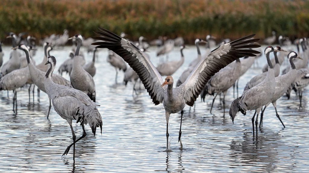 Group of grey cranes standing in shallow water, central crane with wings spread wide