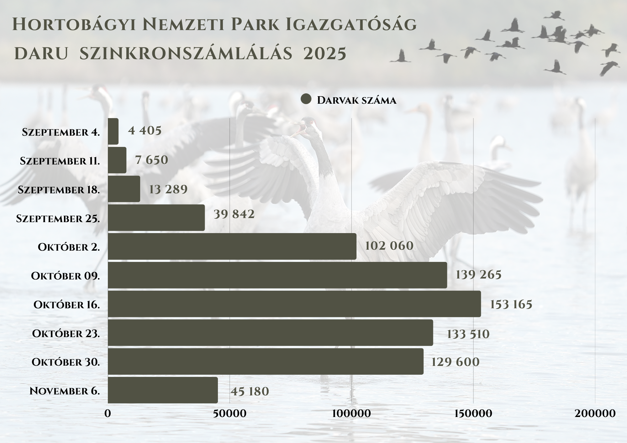 Elkezdődött a daruvonulás: több ezer madár már megérkezett a Hortobágyra 1
