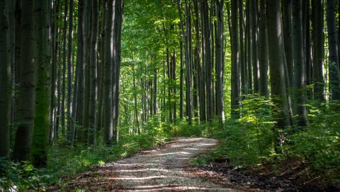 Sunlit forest path winding through tall trees with green leaves and dappled light on the ground.