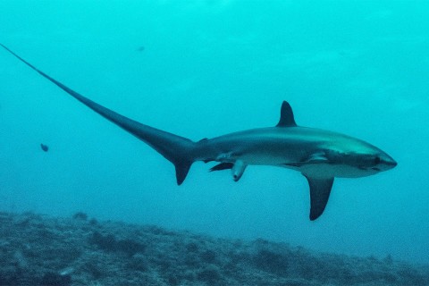 rókacápa (rókacápa)